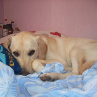 Photo #189103 de Diiezel