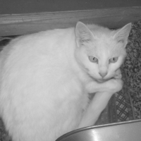 Photo #189112 de Pupuce
