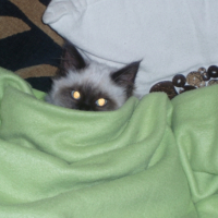 Photo #189115 de Bisounours
