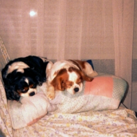 Photo #189117 de Rouky