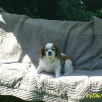 Photo #189122 de Rouky
