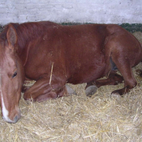 Photo #189123 de If du ruau