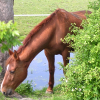 Photo #189124 de If du ruau