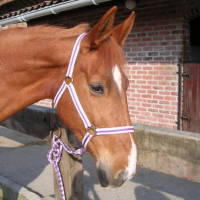 Photo #189125 de If du ruau