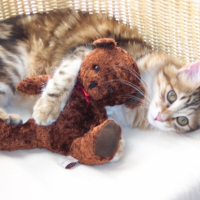 Photo #189217 de Myrtille