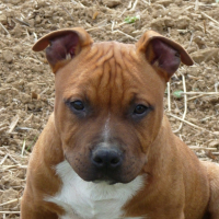 Photo #189257 de Elboy