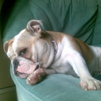 Photo #189343 de Chelby