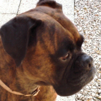 Photo #189391 de Pitt