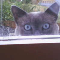 Photo #189483 de Scotchy