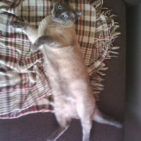 Photo #189484 de Scotchy