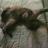 Photo #189487 de Scotchy