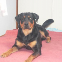 Photo #189525 de Oxmo