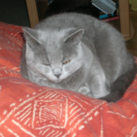 Photo #189540 de Cannelle