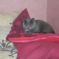 Photo #189542 de Cannelle