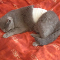 Photo #189544 de Cannelle