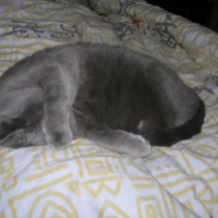 Photo #189550 de Cannelle