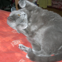 Photo #189554 de Cannelle