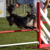 agility