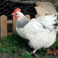 Photo #189636 de Lolo et némo