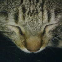 Photo #189640 de Dewey