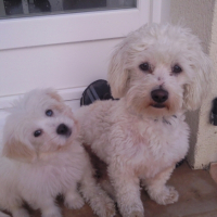 Photo #189665 de Cachou