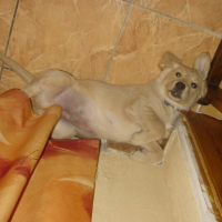 Photo #189670 de Cookie