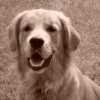 cookie_profile_avatar