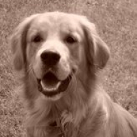 Photo #189672 de Cookie