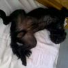 Milou qui dort