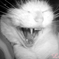 Photo #189693 de Caline