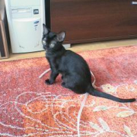 Photo #189699 de Cyrus