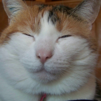 Photo #189726 de Chataigne
