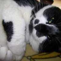 Photo #189729 de Garou