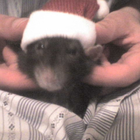 Photo #189772 de Bacca-rat