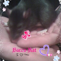 Photo #189774 de Bacca-rat