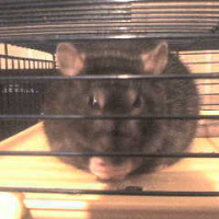 Photo #189775 de Bacca-rat