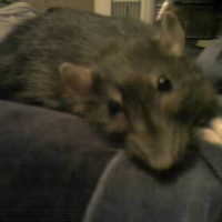 Photo #189805 de Bacca-rat
