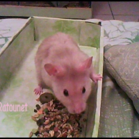 Photo #189806 de Raton