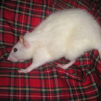 Photo #189807 de Ginger