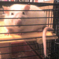 Photo #189810 de Ginger