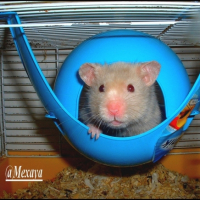 Photo #189812 de Raton