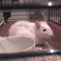 Photo #189814 de Ginger