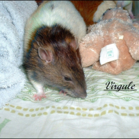 Photo #189823 de Virgule