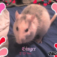 Photo #189862 de Ginger