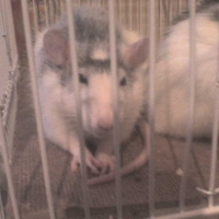 Photo #189864 de Lorwyn