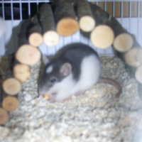 Photo #189865 de Lorwyn