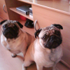 LES DEUX FRANGINS