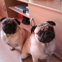 Photo #189866 de Alphonse