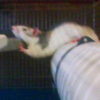 Photo #189867 de Lorwyn
