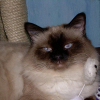 Photo #189909 de Attila